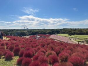 コキアカーニバルのみはらしの丘からのコキアの風景