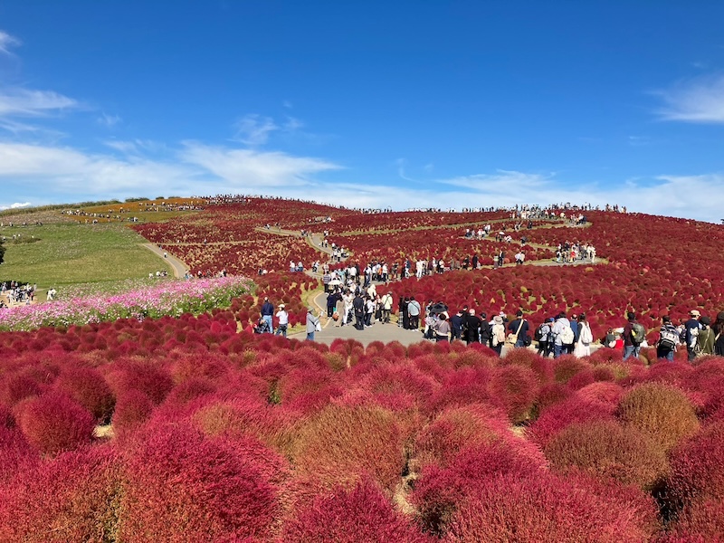 みはらしの丘のコキアを下から撮った写真