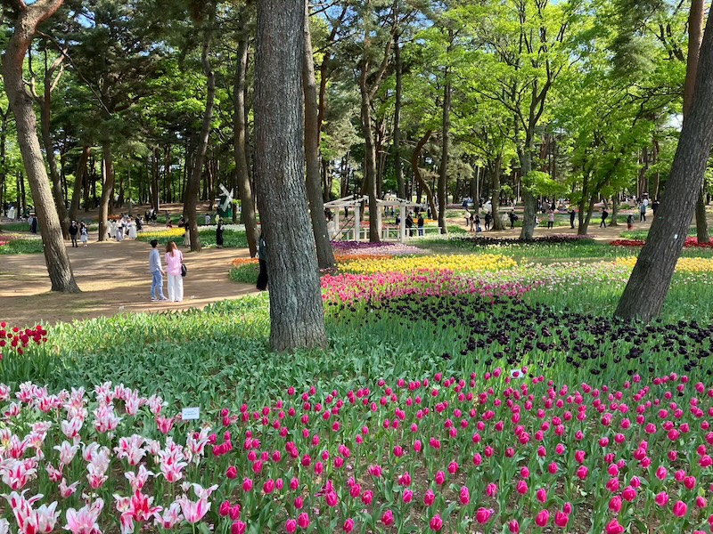 国営ひたち海浜公園の西口エリアのスイセンガーデンのお花の写真