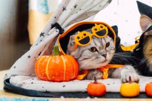 ハロウィン仮装した猫