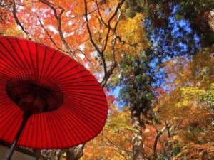 有馬温泉・瑞宝寺公園の紅葉と野点傘