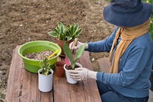 園芸、観葉植物